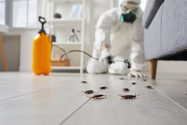 Commercial Rodent Management in Applewood
